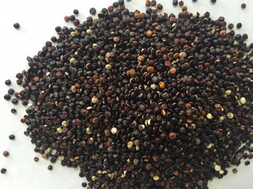 White Quinoa seeds